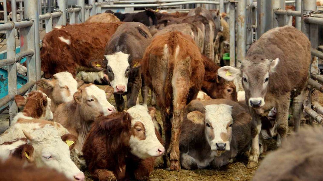 Şap hastalığı taşıyan ilk vaka tespit edildi