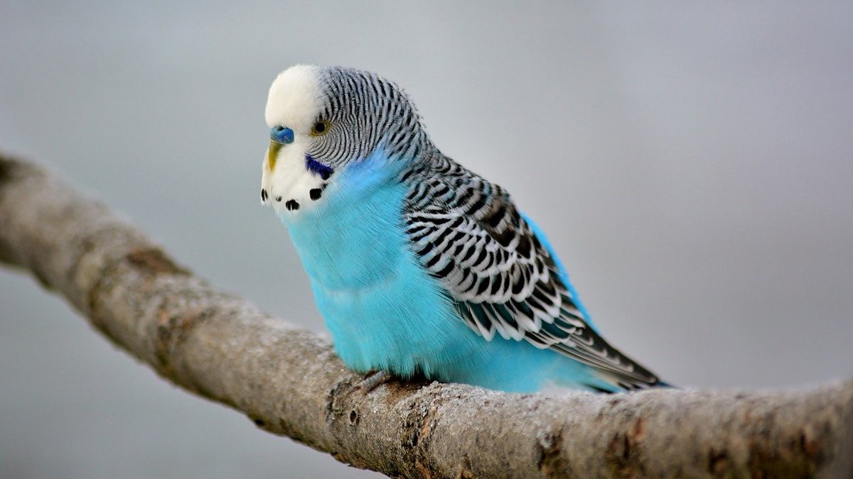 Deprem sonrası, kuşlara yoğun ilgi