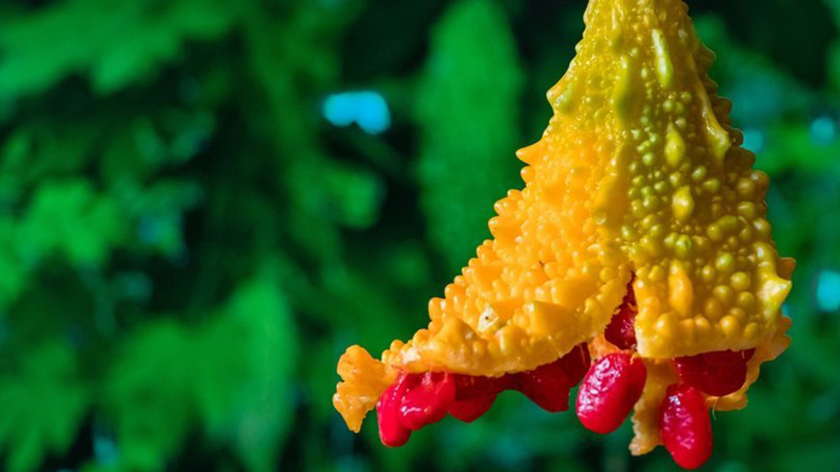 Vücuttaki tüm hastalıkların dermanı buymuş! Kanı filtreden geçiriyor: İlaç gibi mucize!