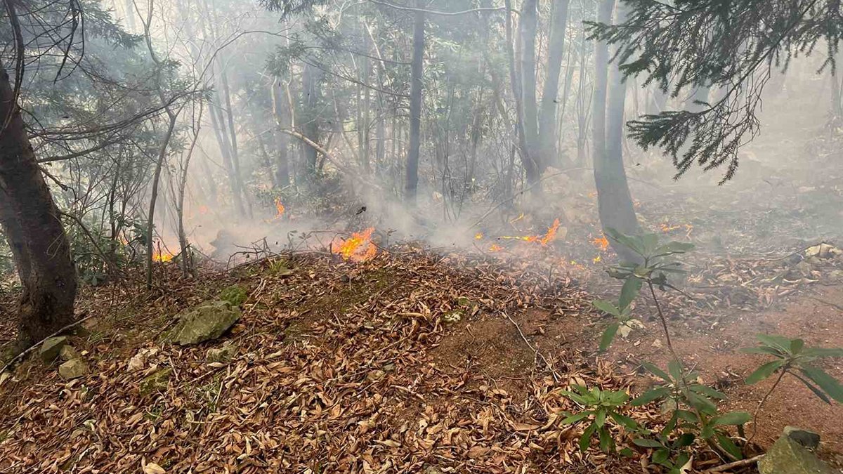 Trabzon'daki ormanlık alanda yangın