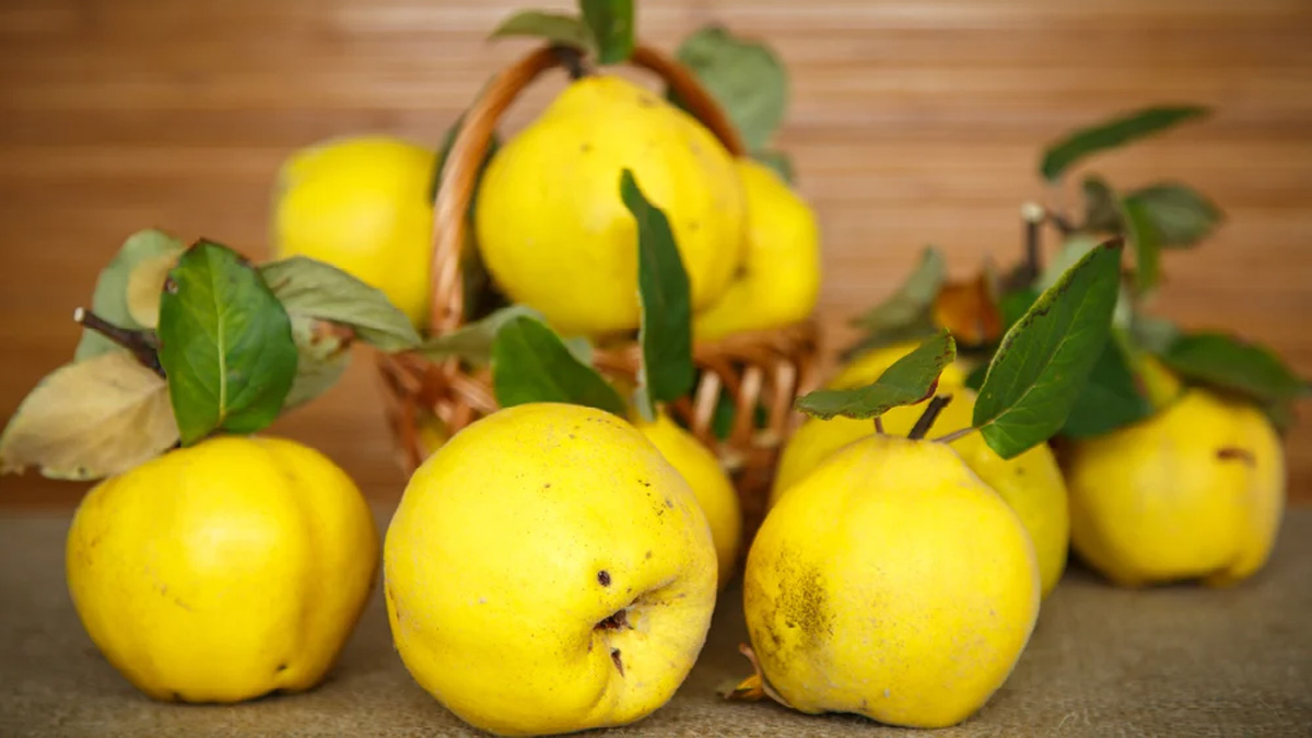 Ayva mucizesi! Ayva sevmeyen bile faydalarını duyunca kilo kilo yiyor... Bağımlısı olacaksınız