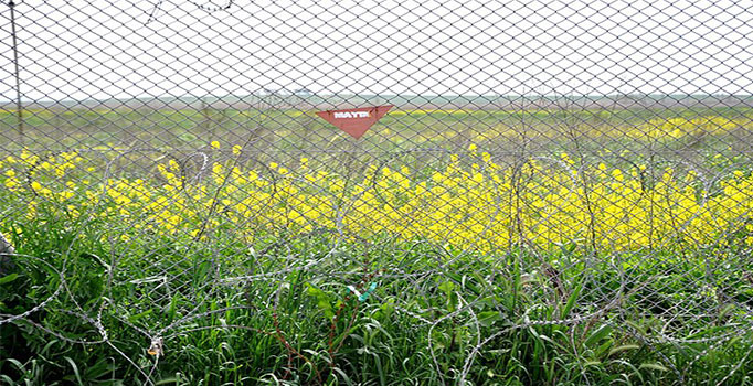 Sınırdaki mayınlar yıllarca endemik bitkileri korudu