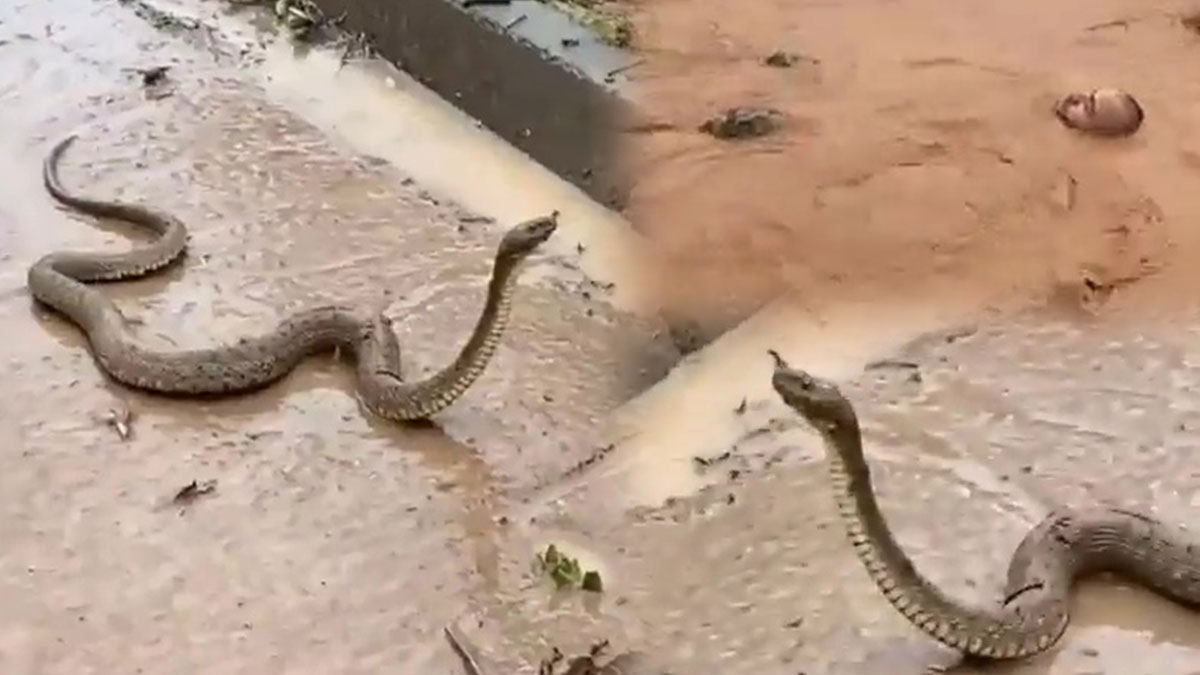 Selden sonra bir anda ortaya çıktılar! Vatandaşlar yüzerek kaçmaya çalıştı, şoke eden görüntüler!