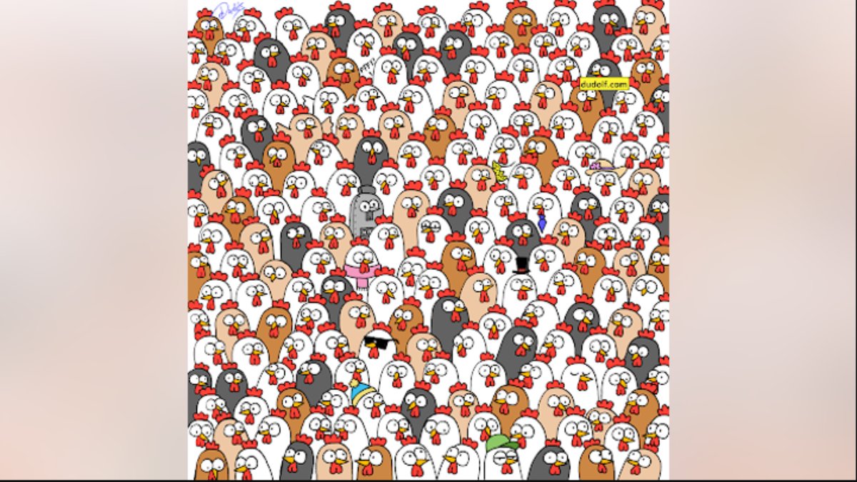 Tavukların arasında 3 gizli baykuş var! 7 saniyede bulanlar THY'de pilot olarak işe başlıyor! Zekanı test et