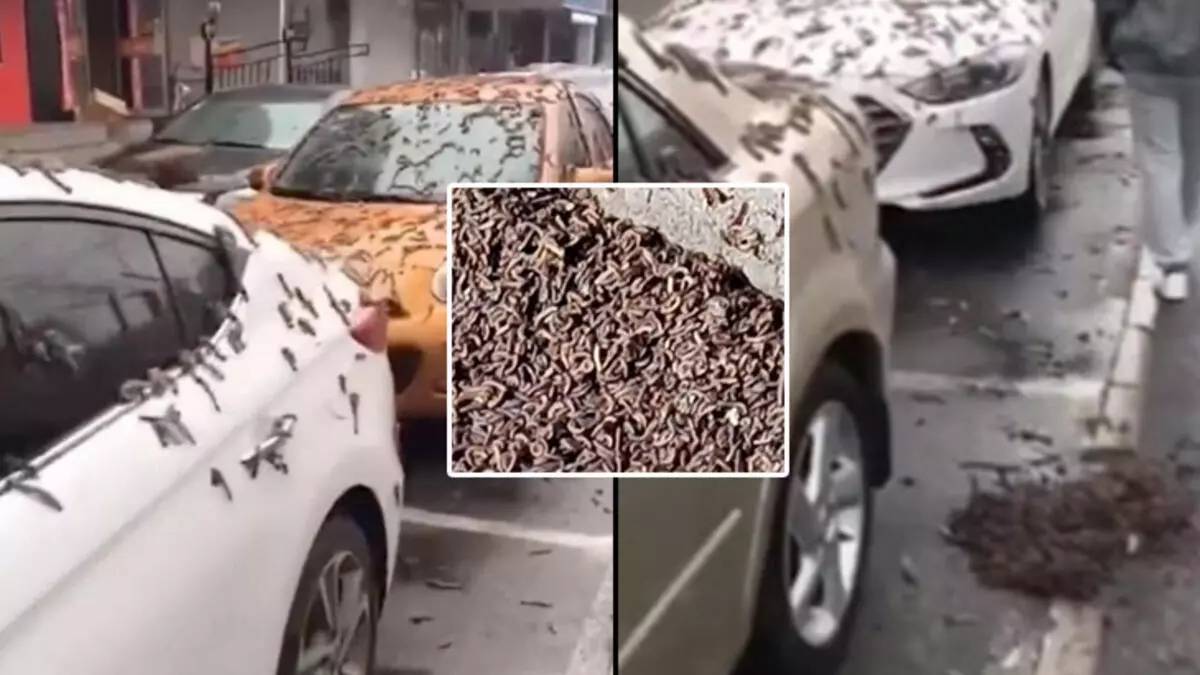 Kıyamet alameti denmişti! Tüm gerçekler gün yüzüne çıktı! Bakın aslında o solucanlar ne çıktı…