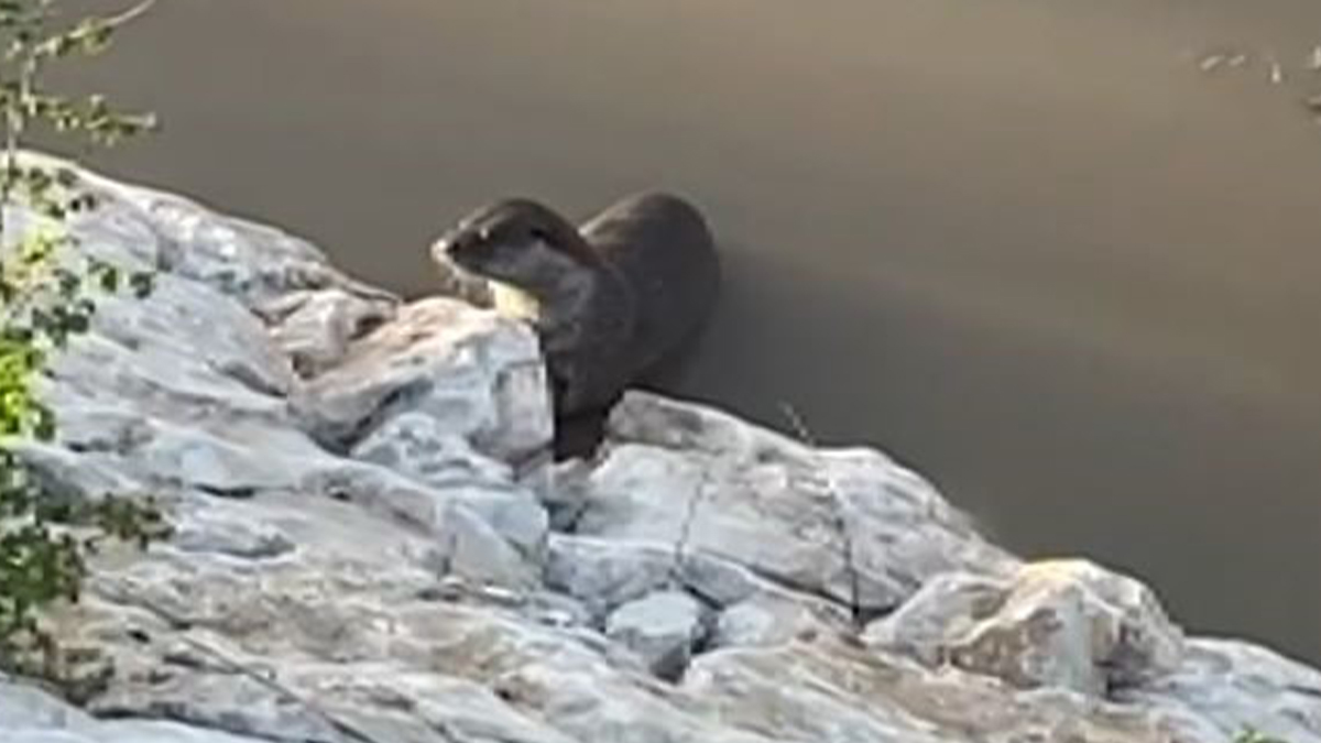 Nesli koruma altındaki su samuru Munzur Çayı'nda görüntülendi