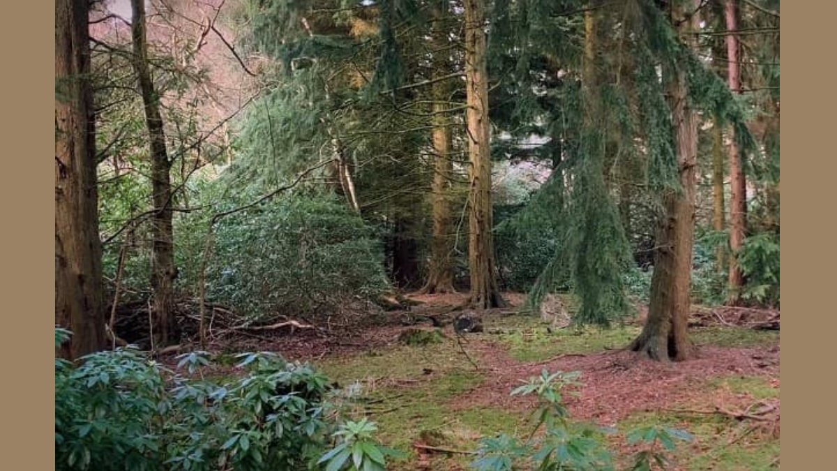 Ormandaki gizli keskin nişancıyı kimse bulamıyor! Sadece kartal gözlü olanlar 17 saniyede bulabiliyor!