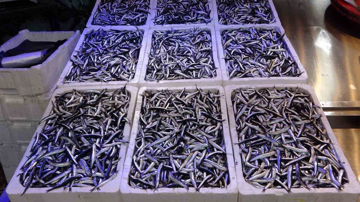 Uzmanlardan 'hamsi' uyarısı: 1 yıl süre verdiler