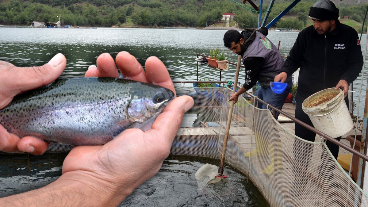 Depremin ardından toplu balık ölümleri! 54 ülkeye ihracat yapılıyordu...