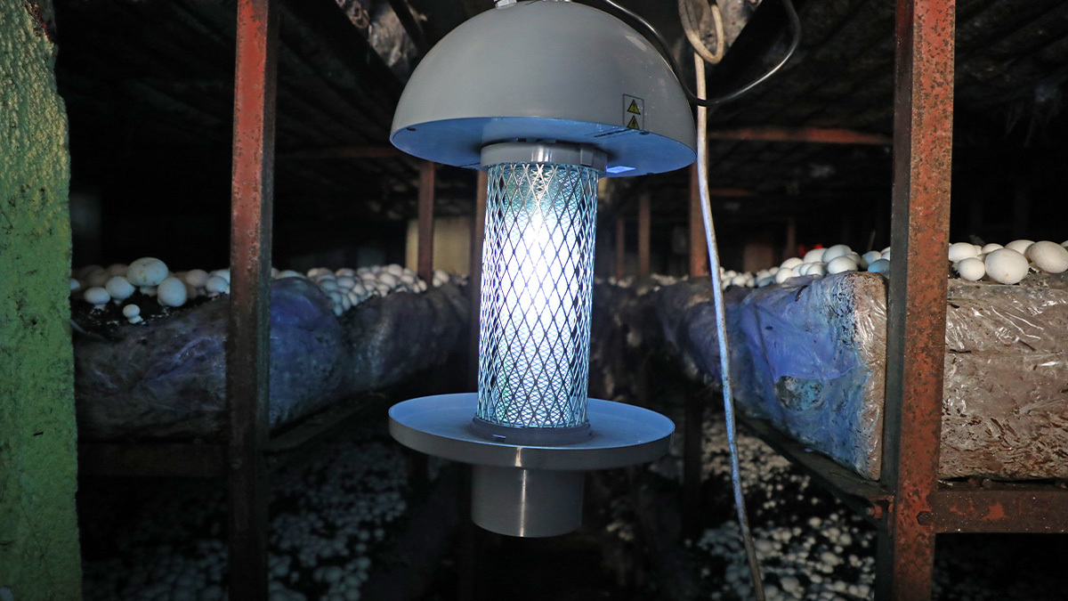 Mantar üreticilerine ışıklı tuzak desteği