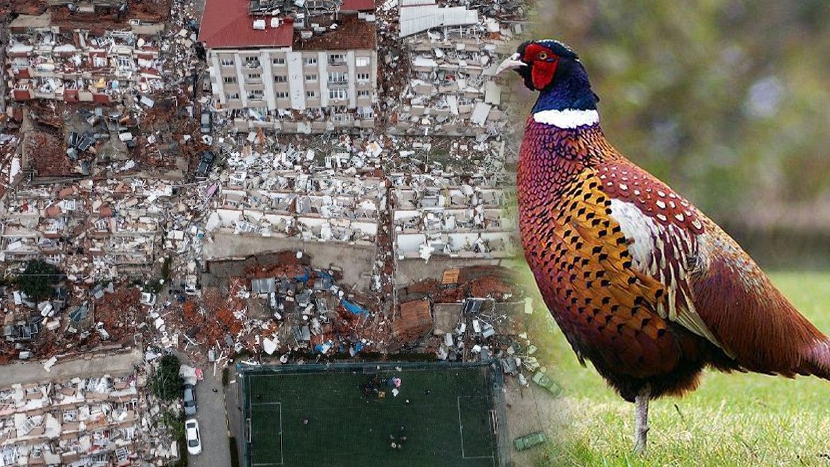 800 yıllık kitapta Antakya depremi: Sülün kuşu hissetmiş