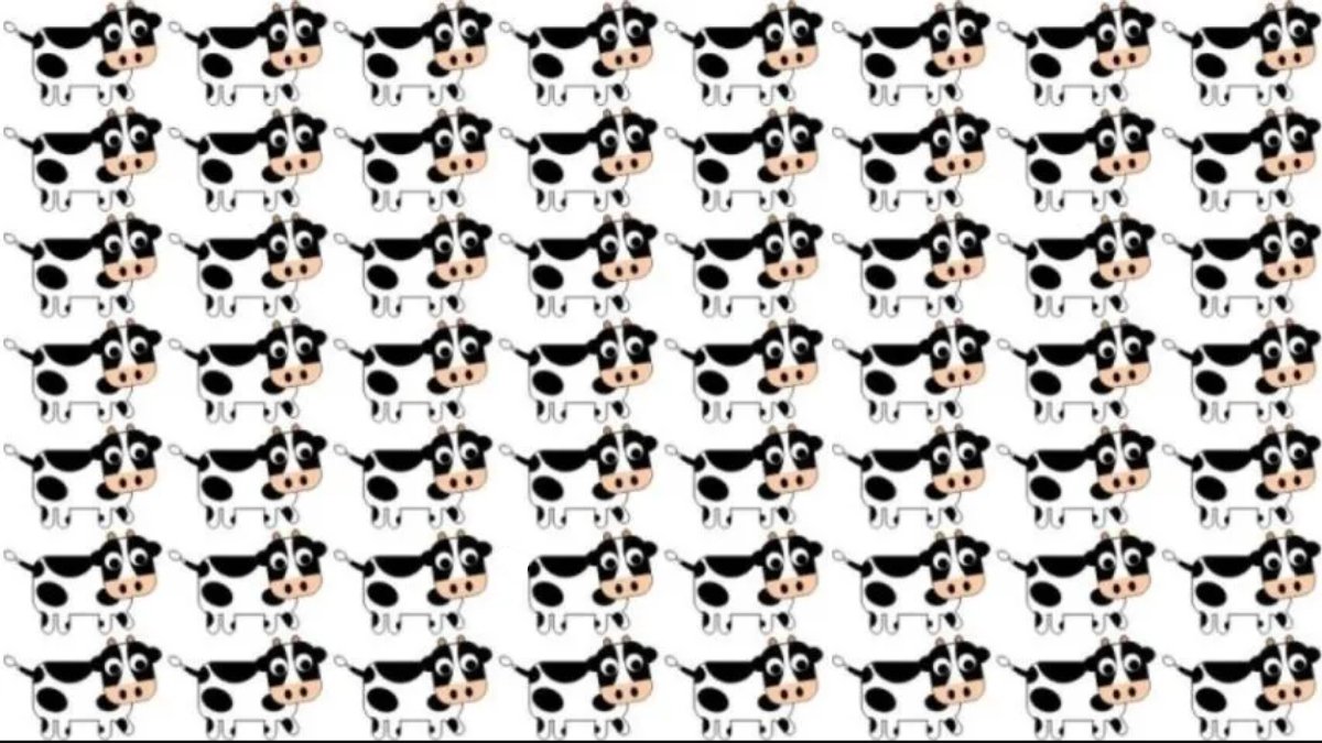 Resimdeki farklı ineği 3 saniyede bulabilirsen rekor sahibi olabilirsin! Sadece üstün zekalı olanlar bulabiliyor!