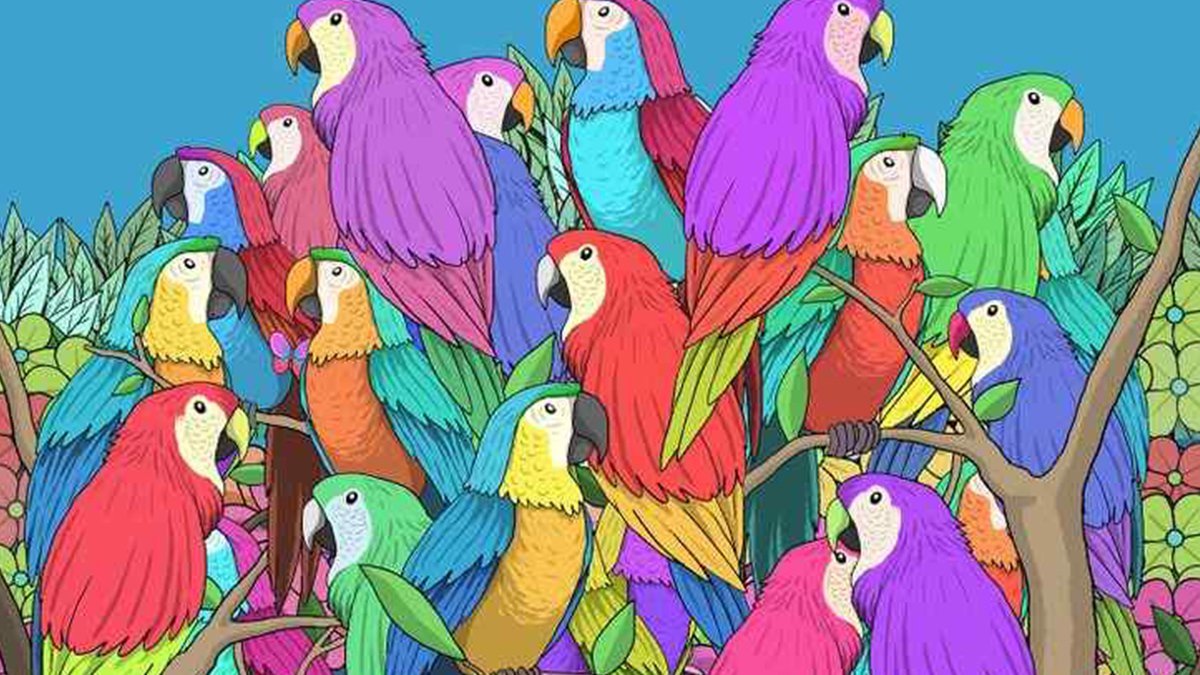 İnsanların %90'nı bulamadı! Papağanların arasındaki gizli kelebeği 10 saniyede bulabilir misin?