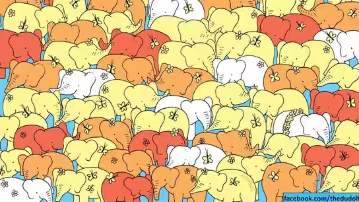 Fillerin arasında gizli bir kalp var! İnsanların %99'u 9 saniyede bulamadı! Yapabilir misin?