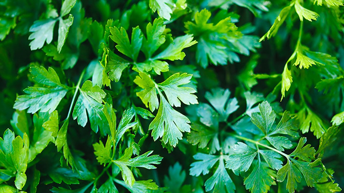 Maydanoza limon sıkın mucizeye anında tanık olun! Prof. Dr. İbrahim Saraçoğlu kimsenin bilmediği sırrı açıkladı