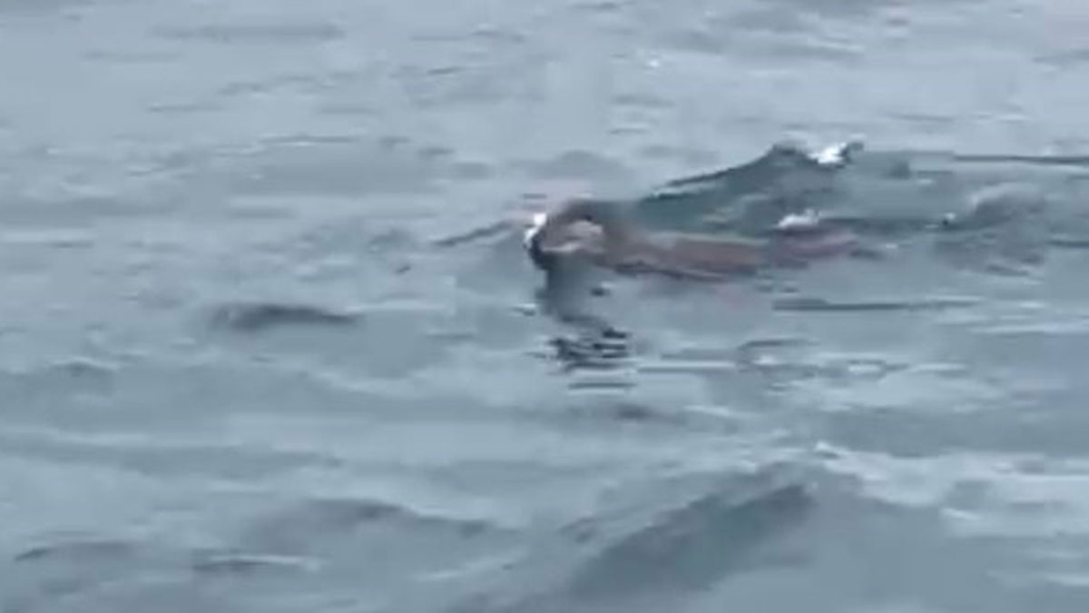 Bugün İstanbul Boğazı'na bakanlar hayrete düştü! Buraya nasıl gelmiş, burada ne işi var?