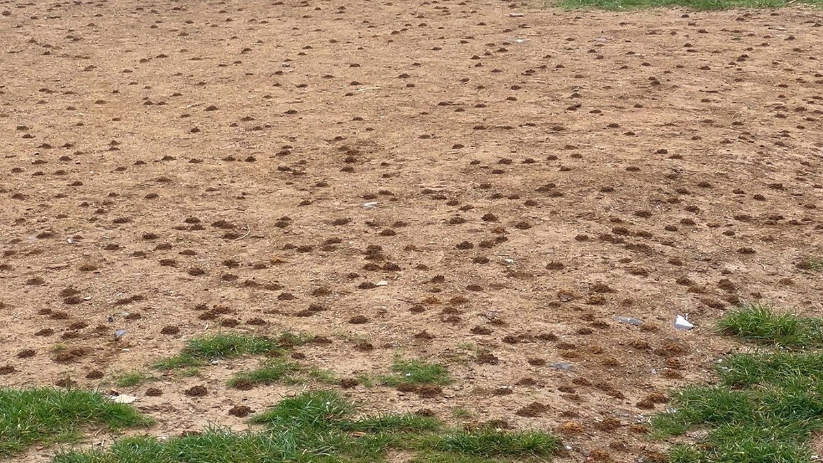 Toprak arazide korkunç manzara! Doğada neler oluyor, doğal afetin habercisi mi?