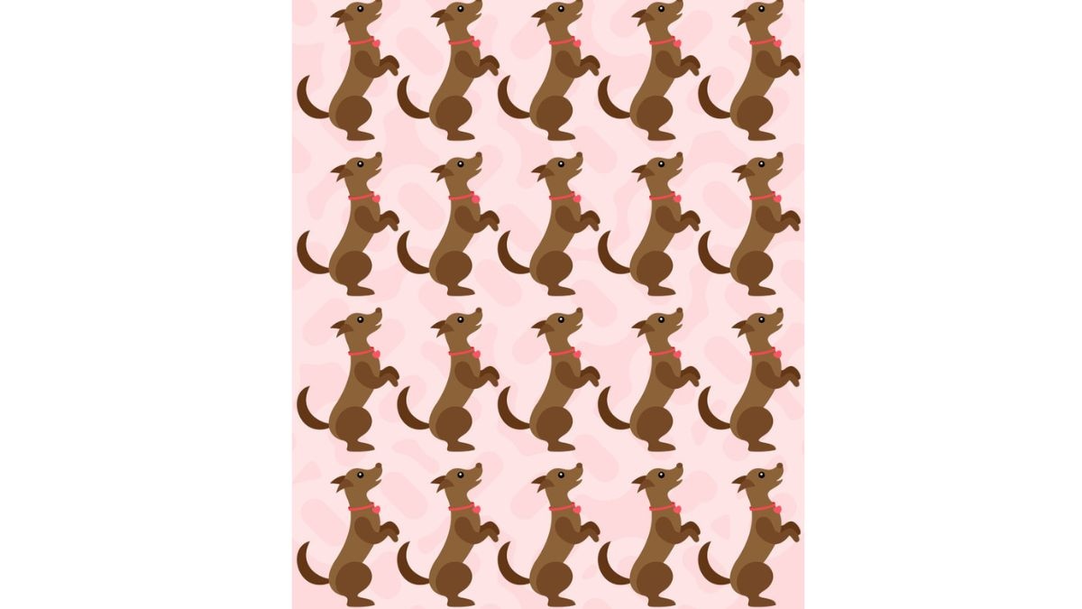 Resimdeki farklı köpeği bulabilecek kadar zeki misin? 10 saniyede bulanların IQ'su en az 130 çıkıyor!