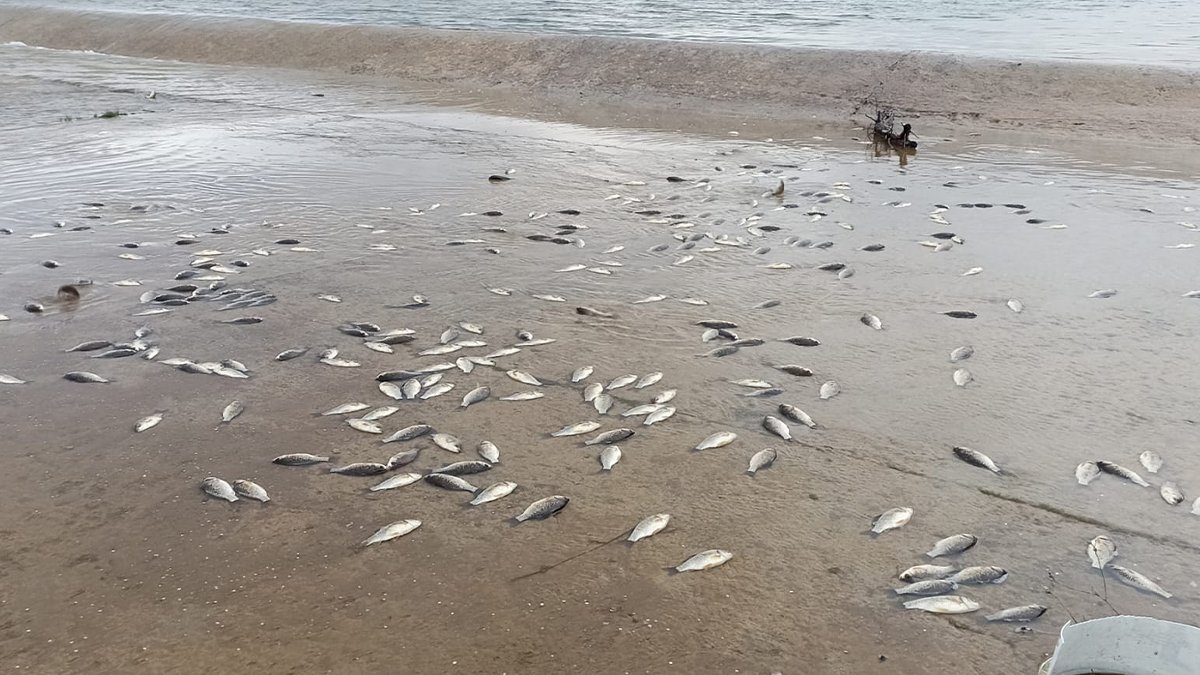 Yumurtalamak için göletten ayrılan binlerce balık öldü