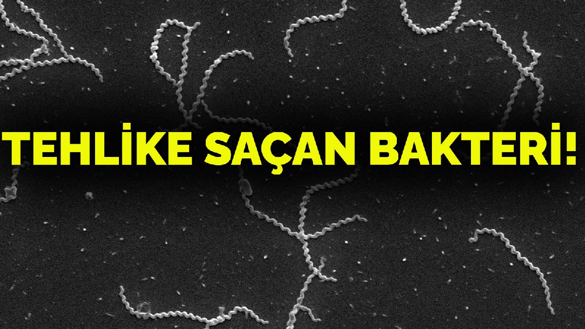 11 il için tehlike çanları! O salgın hastalık baş gösterdi: Çok farklı bir şekilde bulaşıyor!