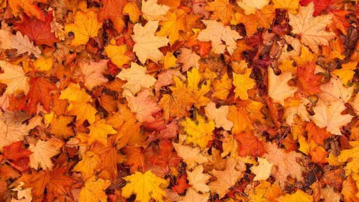 Yaprakların arasında gizli bir kelebek var! 6 saniyede bulabilirsen IQ seviyen en az 160 çıkıyor!