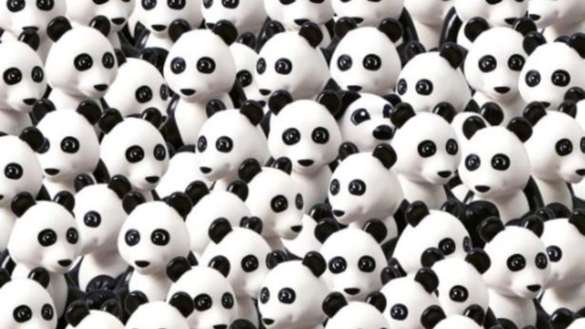 Pandaların arasında saklanan bir köpek var! 7 saniyede bulanların IQ'su en az 120 çıkıyor!