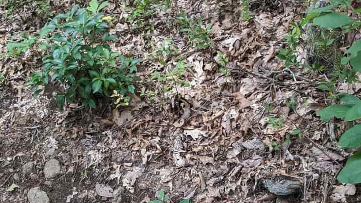 Resimdeki yılanı kimse bulamıyor! Yalnızca IQ'su 130'un üstünde olanlar 9 saniyede bulabiliyor!