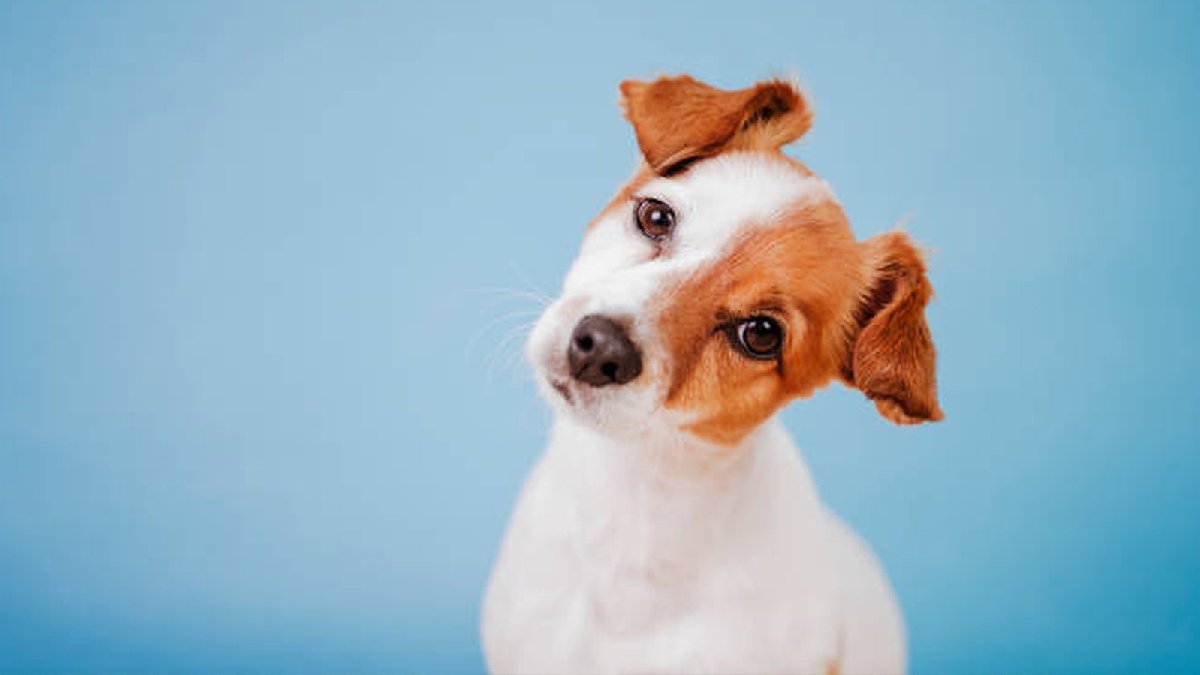 Meğer bu yüzden kafalarını yana eğiyorlarmış! Köpeklerin neden bu hareketi yaptığının sırrı çözüldü...