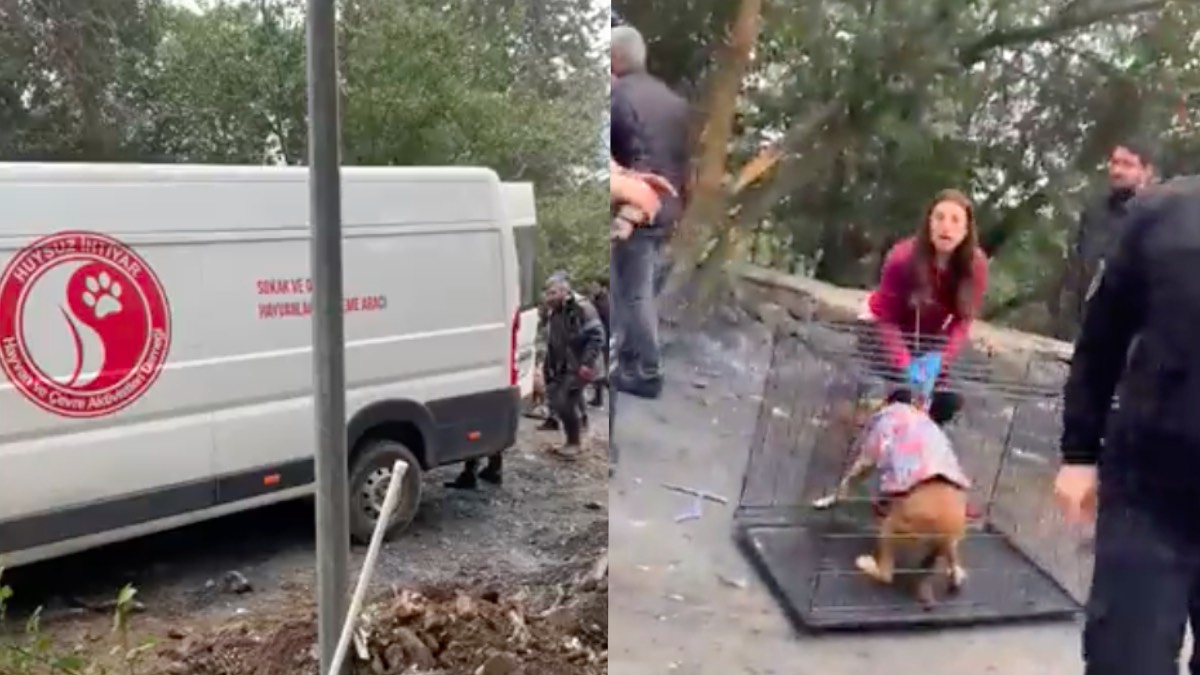 Boğaziçi barınağı yıkıldı, köpekler taşınıyor