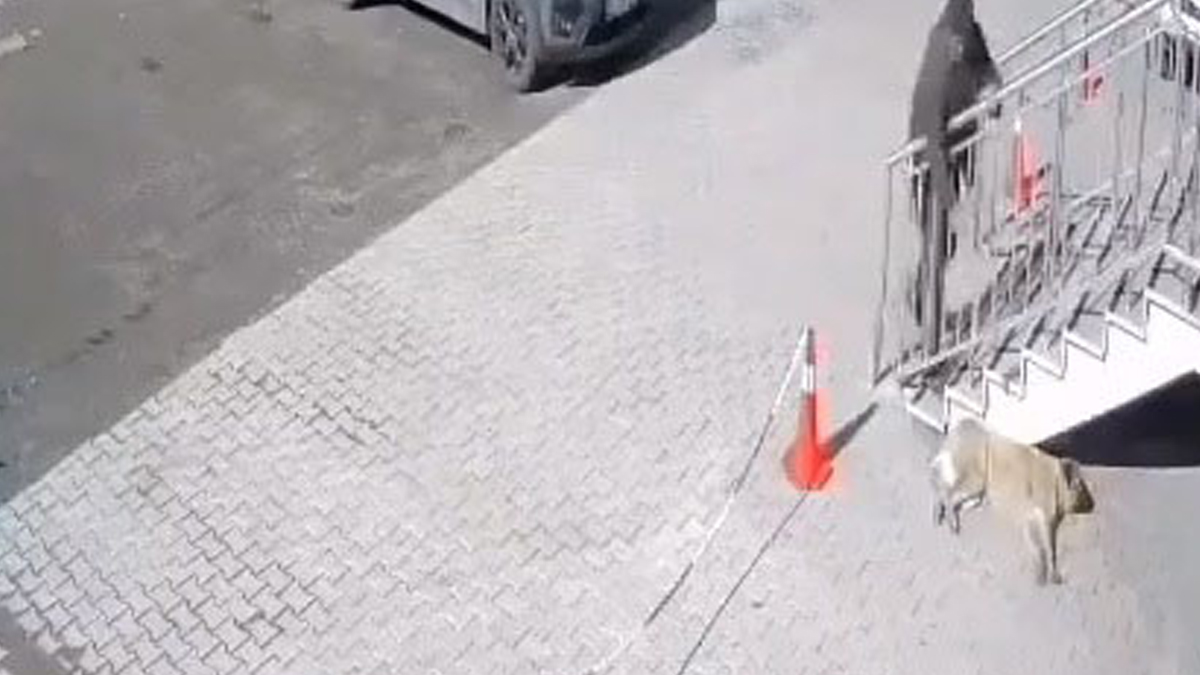 Uyuyan köpeğe taş atarak saldırdı!