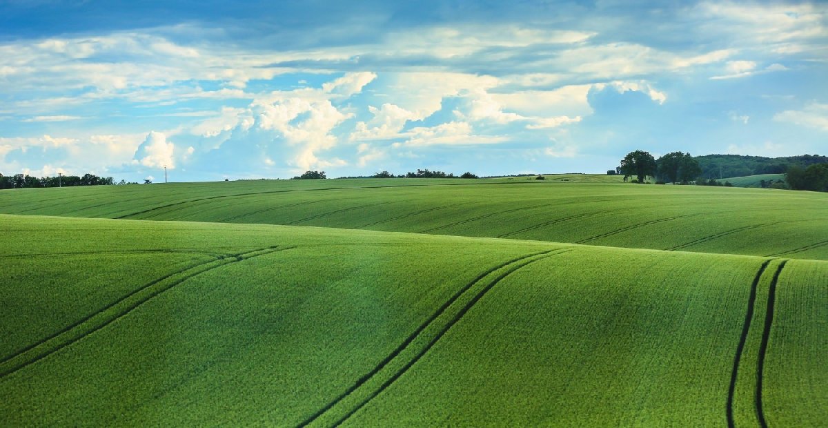 Babadan kalma tarlası olanlar dikkat! 2 yıldır bunu yapmadıysanız devlet el koyacak: Kira detayına dikkat