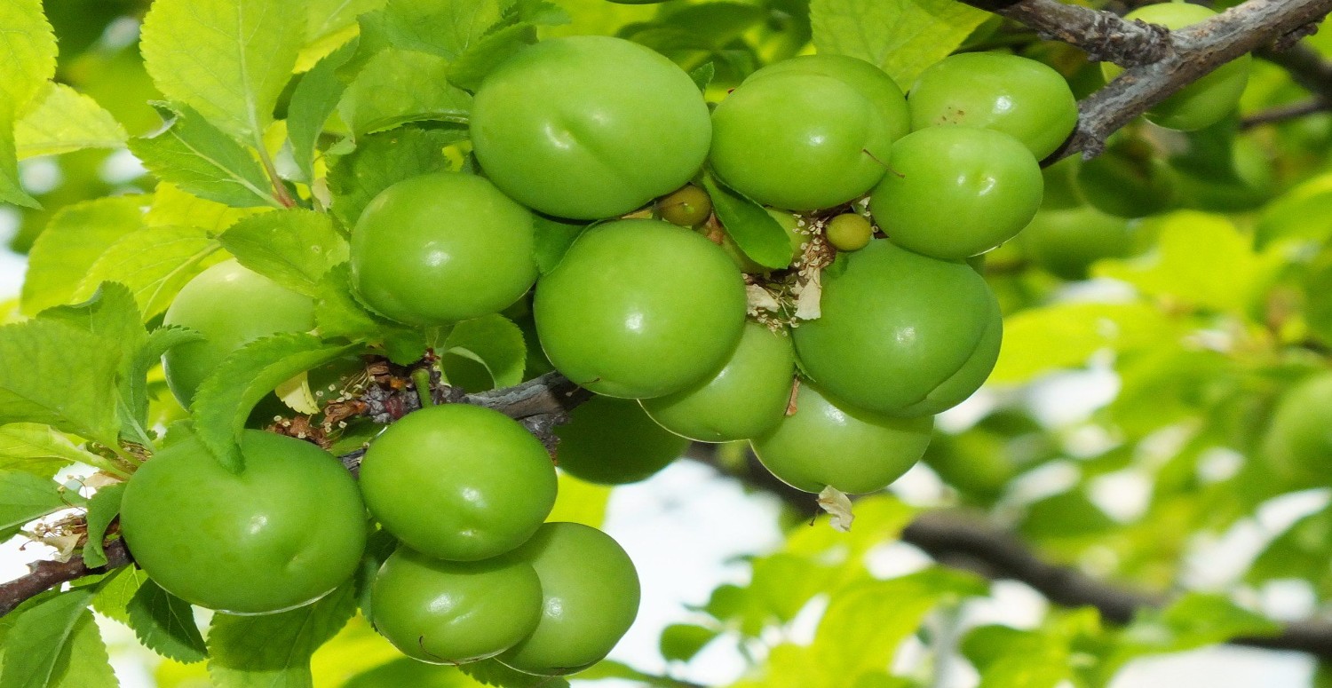 Düğünlerde altın yerine artık erik takılacak! 1 kilo eriğin fiyatını duyunca kulaklarınıza inanamayacaksınız!