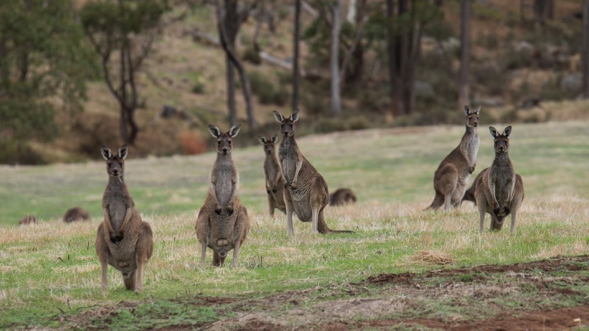 Avustralya'da kanguru krizi: Aktivistlerle hükümet karşı karşıya geldi