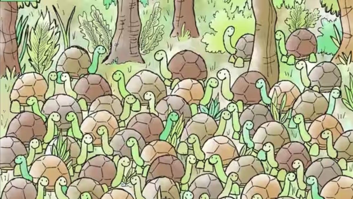 Kaplumbağaların arasındaki gizli yılanı kimse bulamadı! Sadece şahin gözlü olanlar 10 saniyede bulabiliyor!