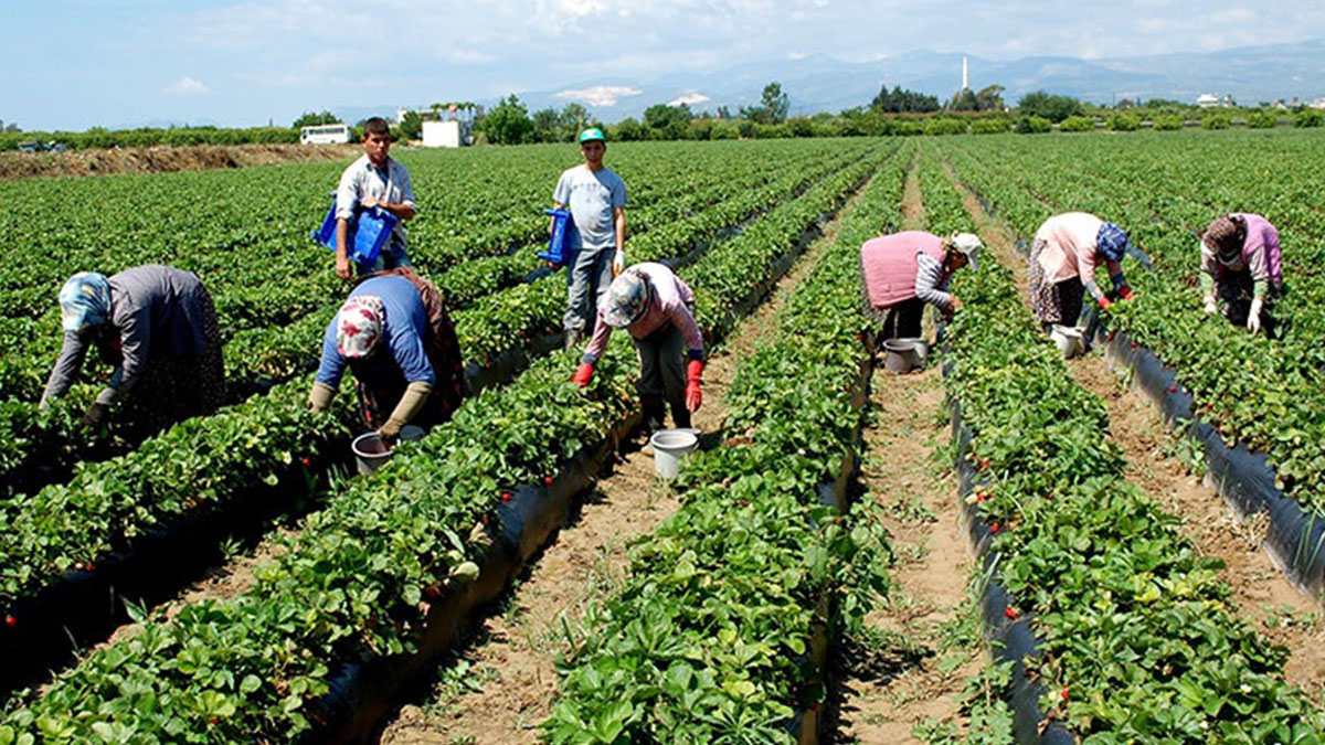 Tarımda yeni dönem: Bunu yapmayan çiftçilerin üretim yapması yasaklanacak! Kanun değişti, artık zorunlu oldu