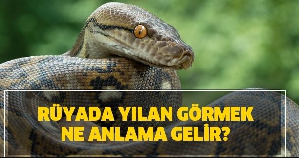 Rüyada Yılan Görmek Psikolojik Yorumu Rüyada Yılan Görmek Psikolojik Yorumu