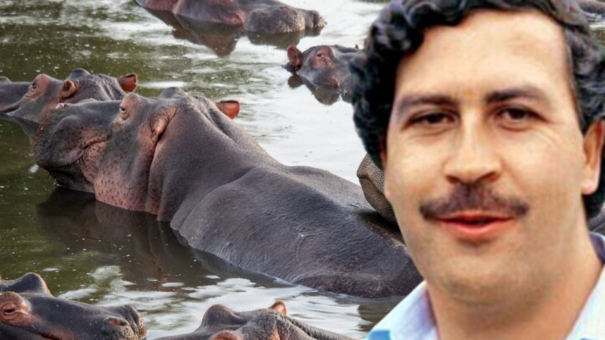 Pablo Escobar'ın su aygırlarını ‘sınır dışı etmek’ Kolombiya'ya 3,5 milyon dolara mal olacak