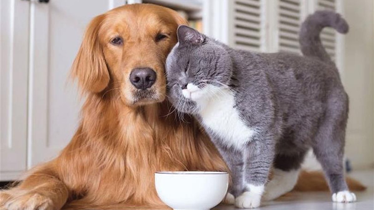 Evcil hayvanınız sizi seviyor mu, yoksa nefret mi ediyor? Bunları yapıyorsa cevabı belli!