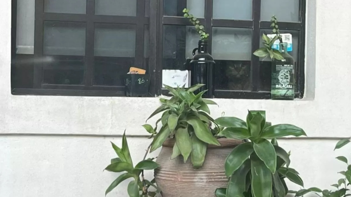 Sadece en dikkatli insanlar resimdeki kediyi 4 saniyede bulabilir! Ne kadar zekisin?