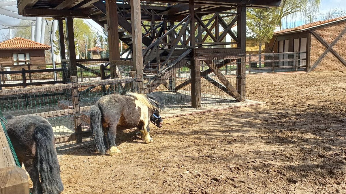 Güzcel Evcil Hayvan Parkı'na girişler Ramazan ayı boyunca ücretsiz