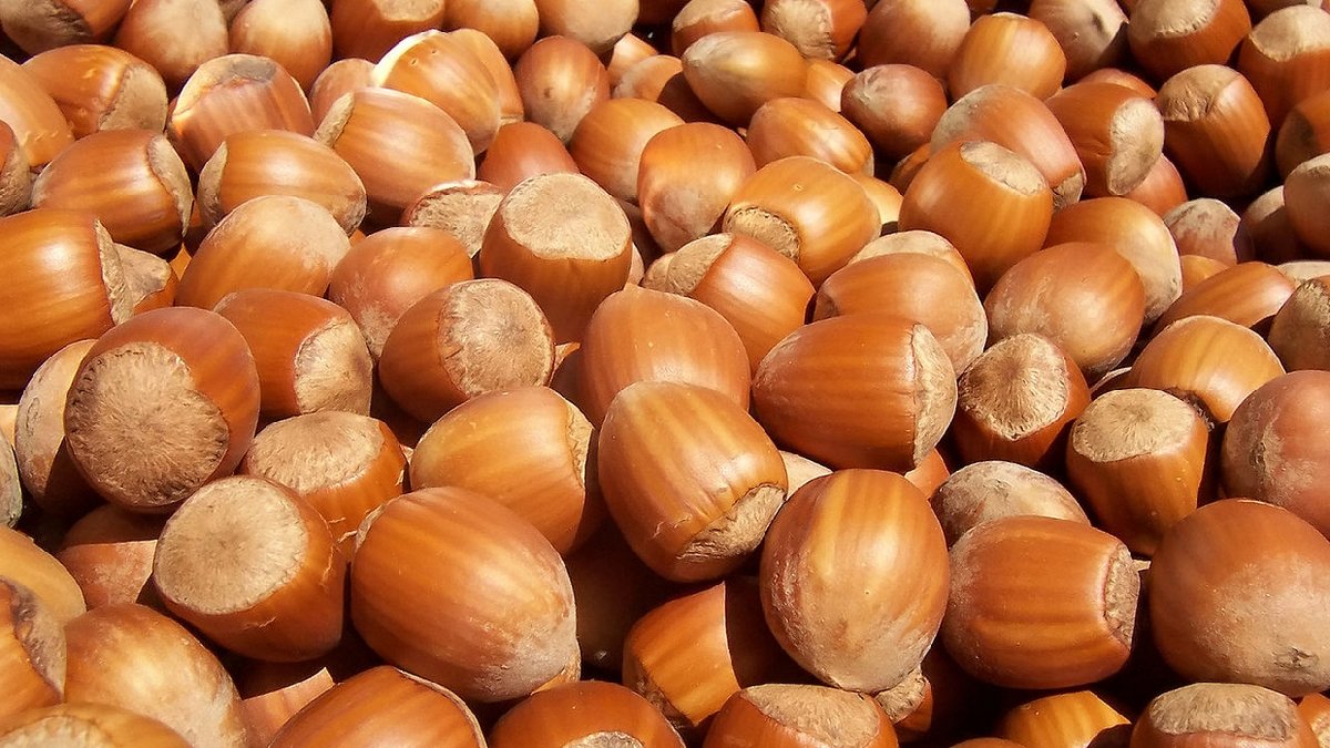 İklim değişikliği fındık fiyatlarını da etkiledi! Zam üstüne zam geliyor... Fındık yemek lüks sayılacak!