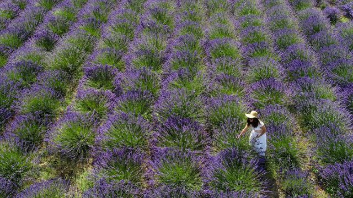 Stresli bitkiler ���l�k at�yor..