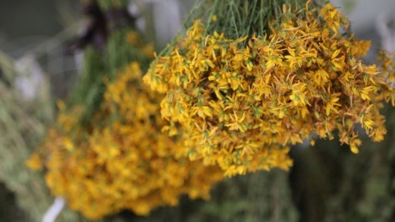 Kantaron Çiçeği: Doğal İlaç Olarak Kullanımı ve Sağlık Faydaları