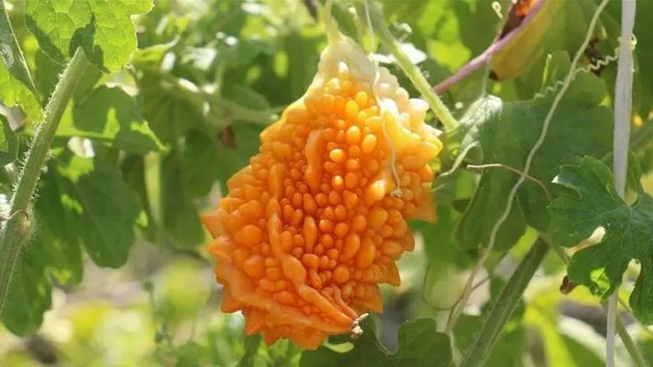 Kudret Narı: Sağlık Açısından Yararları ve Kullanımı