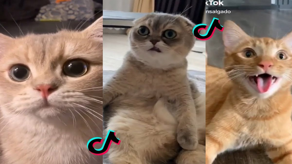 TikTok'a yeni suçlama: Kedi videoları çok enerji tüketiyor