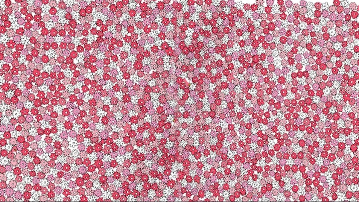 Çiçeklerin arasında 5 gizli yıldız var! Yalnızca IQ seviyesi 160'ın üstünde olanlar 16 saniyede bulabiliyor!