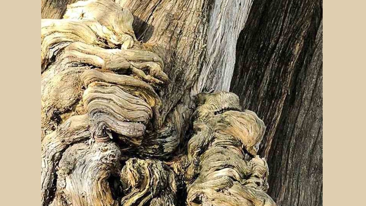 İnsanların %95'i resimdeki gizli kediyi bulamıyor! 5 saniyede bulanların IQ seviyesi en az 160 çıkıyor!