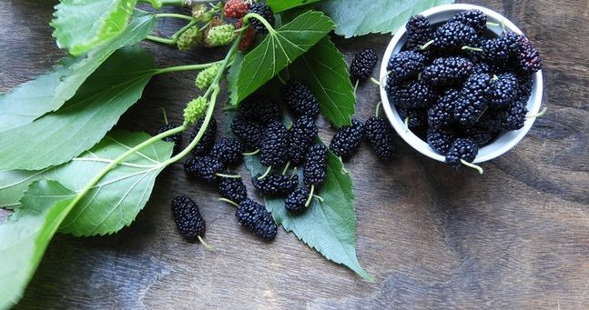 Dut Yaprağının Faydaları