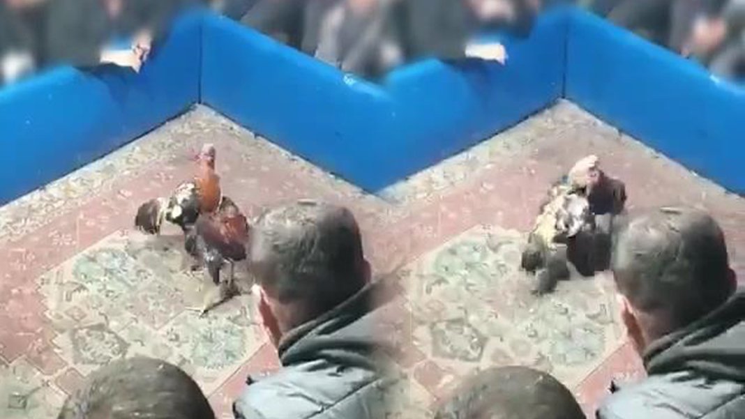 Hayvanları koruma derneğinde horoz dövüştürdüler