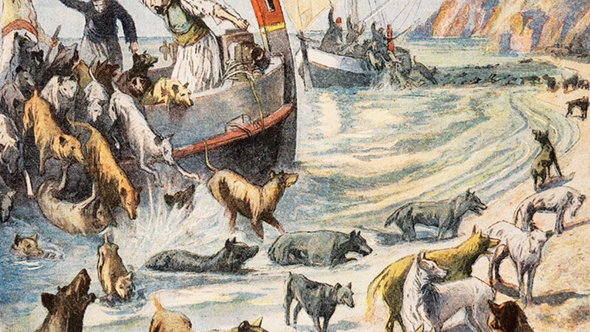 Hayvan katliamı 'imaj kaygısı'yla başladı